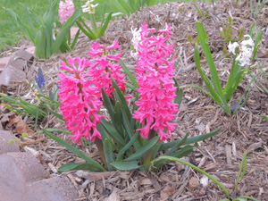 hyacinth, flower, bulbs