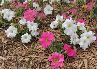 Petunia Flowers