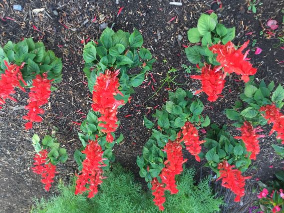 SAlvia