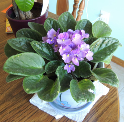 African Violet