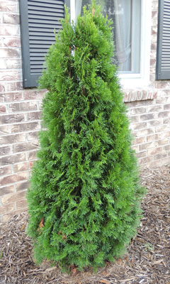 arborvitae, tree, bush